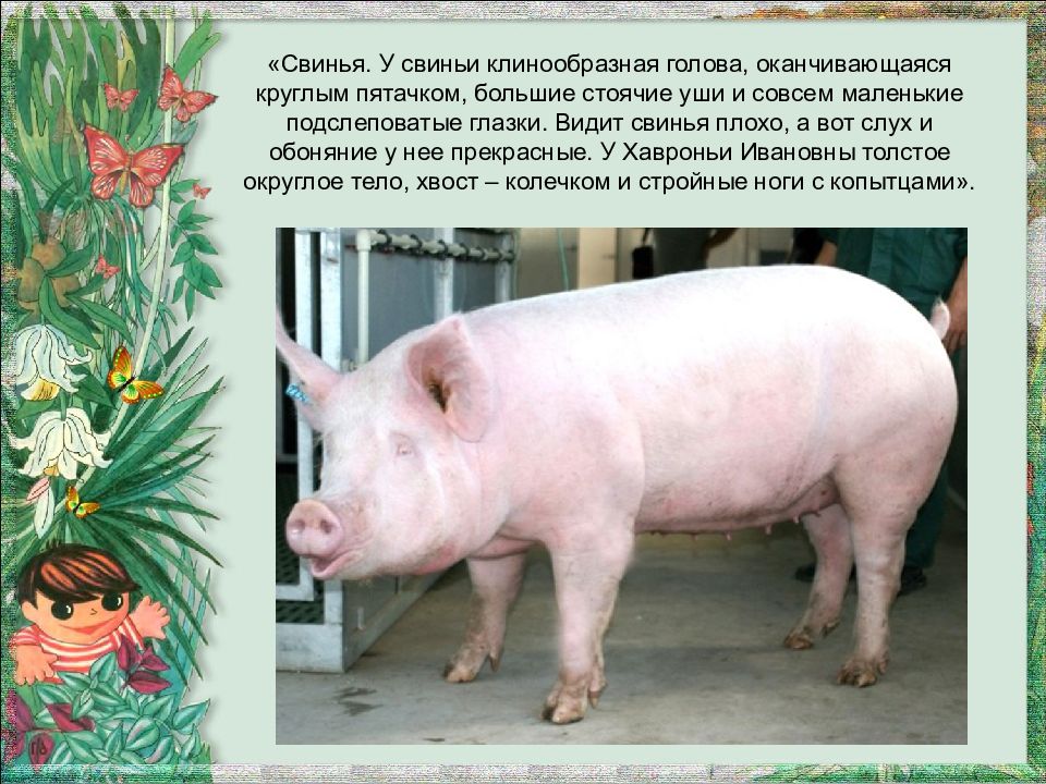 Как видят свиньи