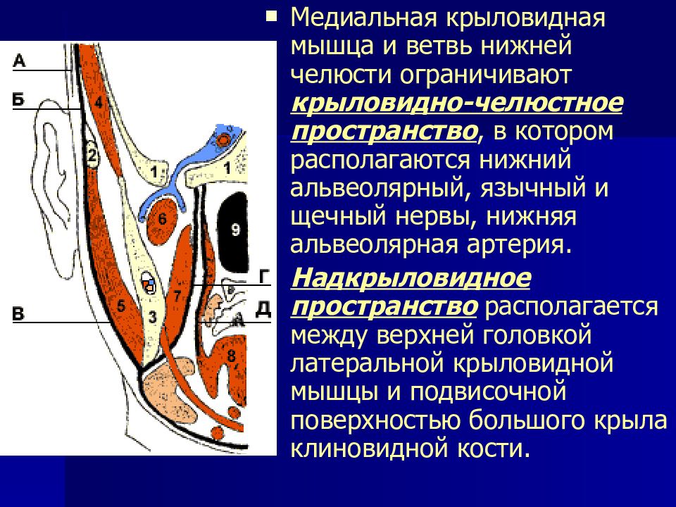 Крыловидно нижнечелюстное пространство. Крыловидно челюстное клетчаточное пространство. Нижнечелюстное клетчаточное пространство. Крыловидно нижнечелюстное клетчаточное пространство.