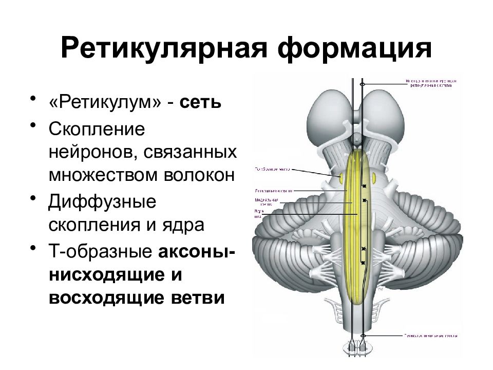 Ретикулярный мозг. Ретикулярная формация строение. Ретикулярная формация головного мозга. Функции ретикулярной формации ствола мозга. Ретикулярная формация строение и функции.