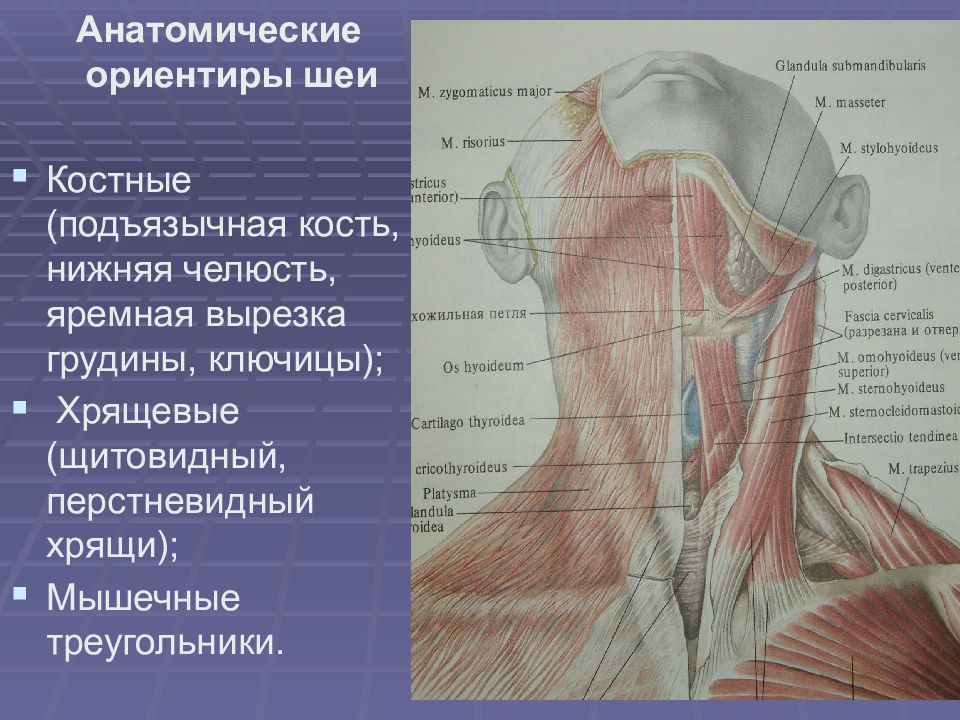 Строение шеи человека фото