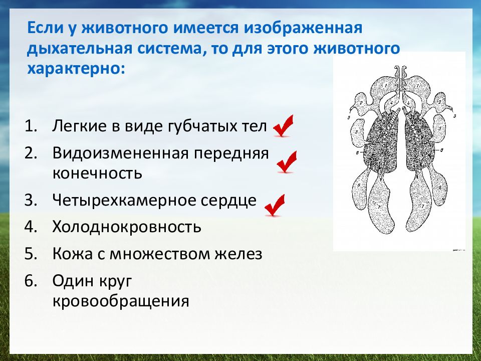 Если у животного имеется сердце изображенное на рисунке