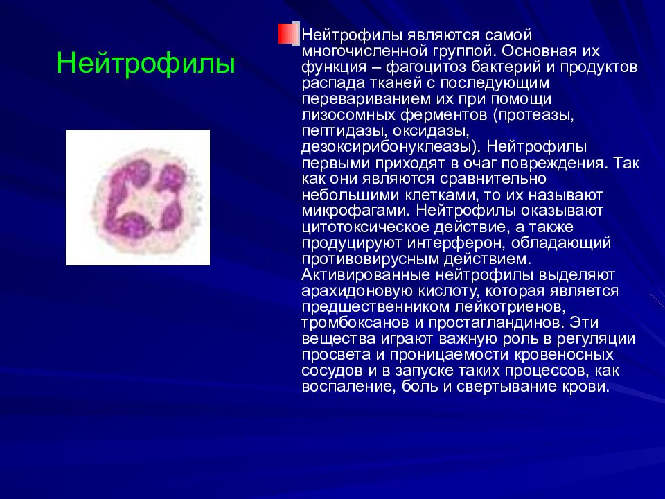 Распад тканей. Нейтрофилы функции в организме. Нейтрофилы характеристика. Главная функция нейтрофилов. Активация нейтрофилов.