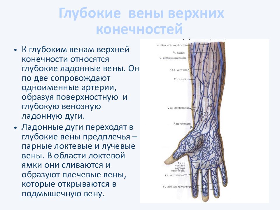 Поверхностные вены верхней конечности. Дистальные вены верхней конечности. Глубокая Вена верхней конечности. Поверхностные и глубокие вены верхней конечности. Вены верхних конечностей поверхностные Вена.