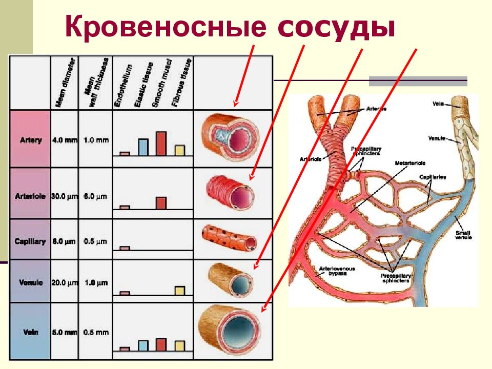 Кровеносные сосуды кожи. Участие лимфатических капилляров в системе микроциркуляции. Микроциркуляция презентация. Микроциркуляция физиология презентация. Микроциркуляция миокарда.