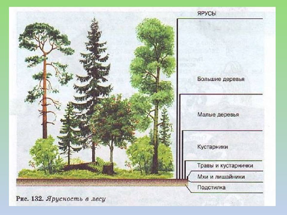 Рисунок лесного сообщества