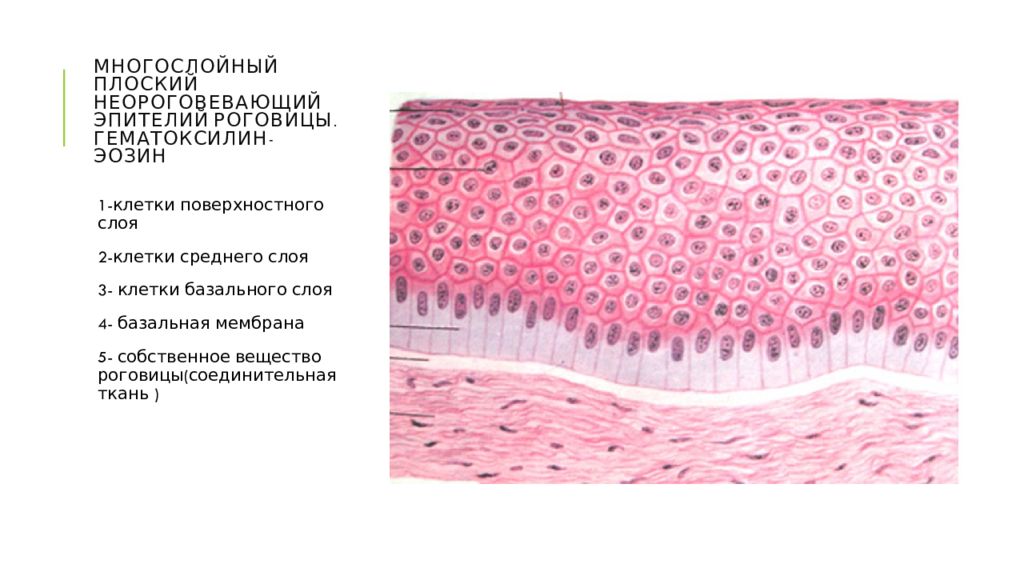 Многослойный плоский неороговевающий эпителий