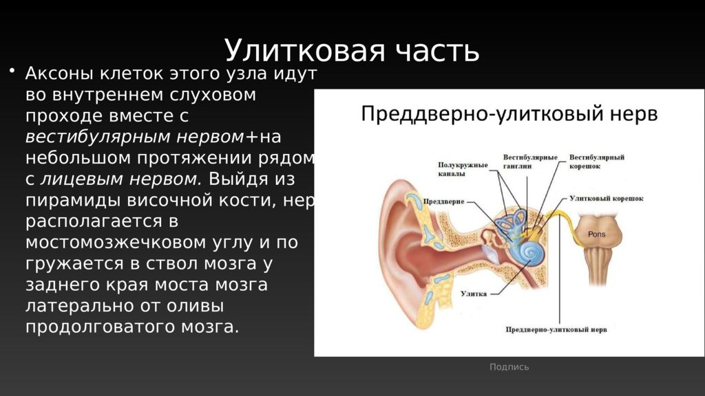 8 пара чмн презентация