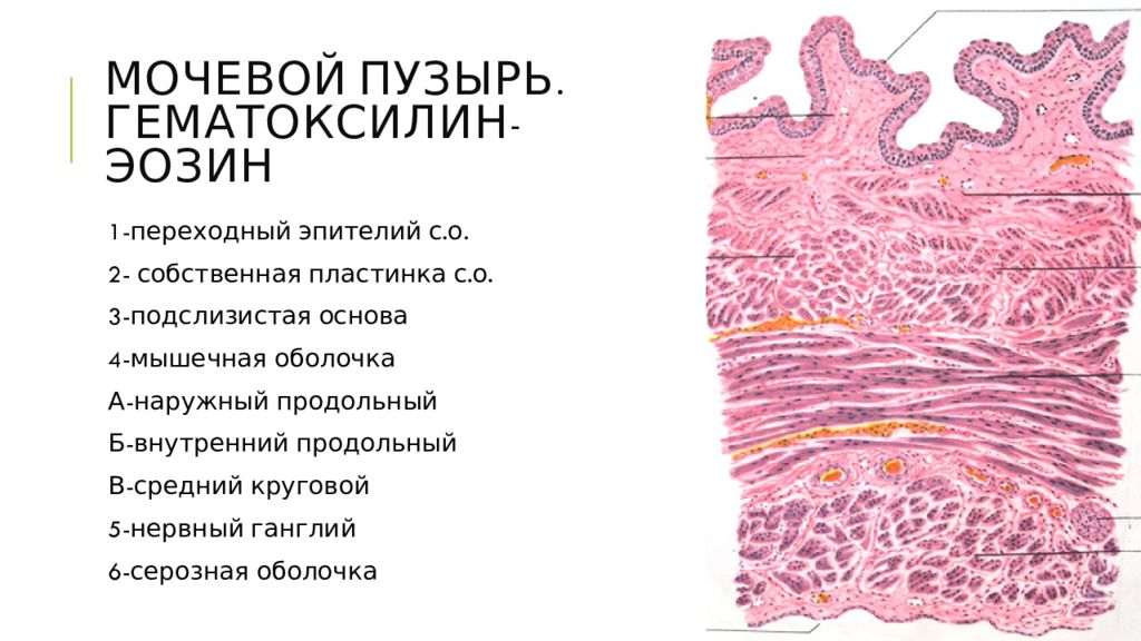 Презентации по гистологии