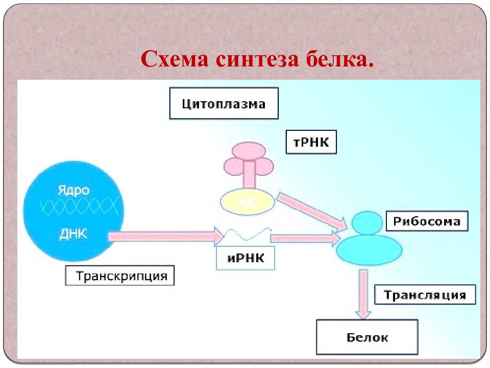 Синтез белка в клетке презентация