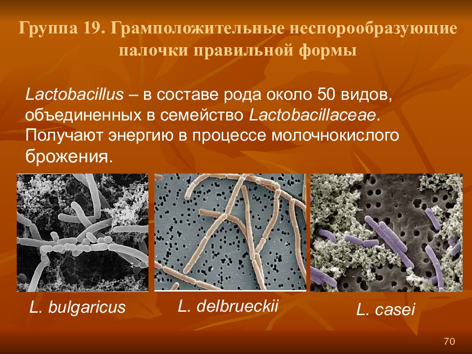 Первыми организмами на земле были анаэробные