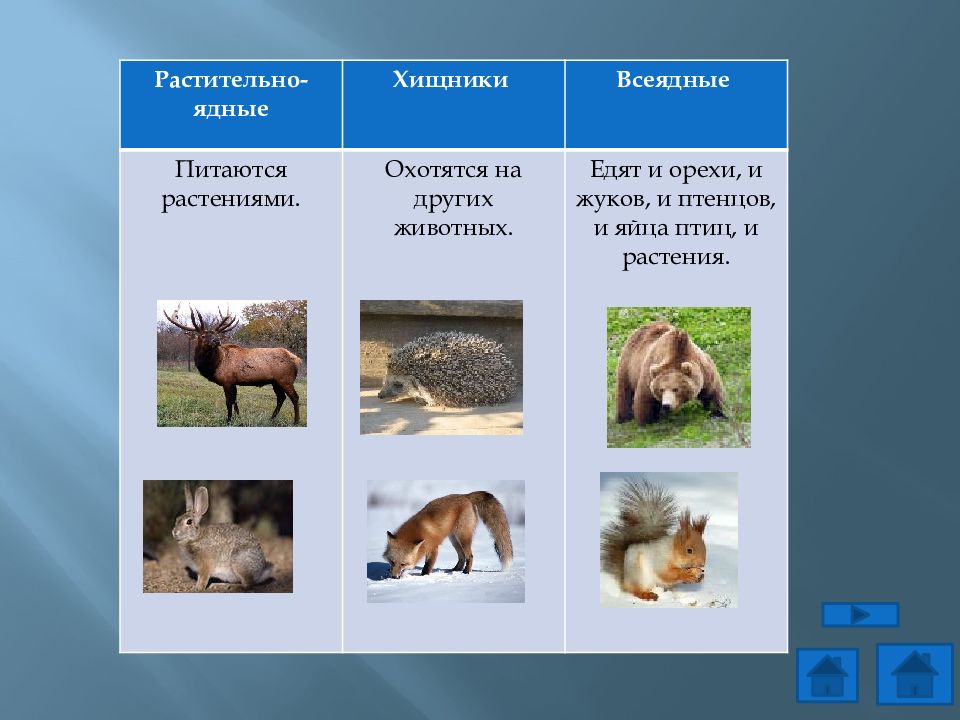 Презентация животные 8 класс. Всеядные животные таблица. Чем питаются всеядные животные. Примеры всеядных животных. Животные травоядные Хищные и всеядные таблица.