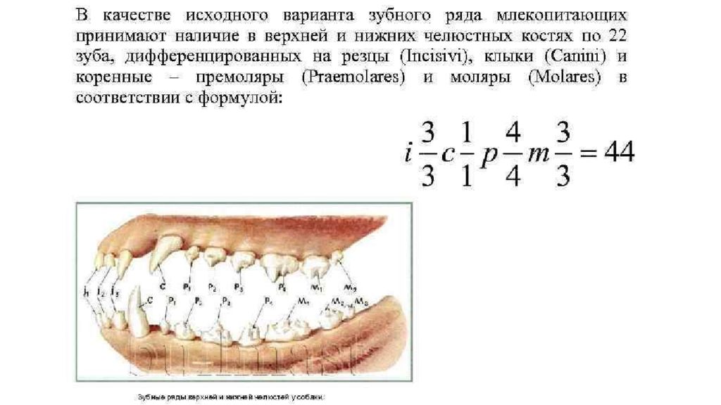 Какие зубы у млекопитающих дифференцированы. Зубные формулы млекопитающих таблица. Черепа млекопитающих зубные формулы. Зубная формула хищных млекопитающих. Зубные формулы разных отрядов млекопитающих.