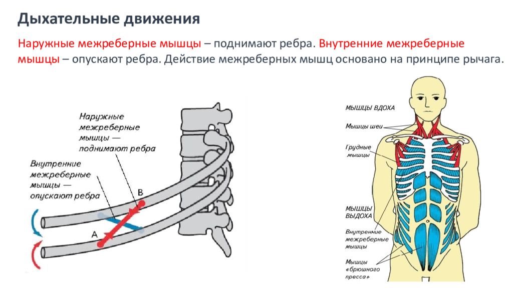 Мышечным дыханием. Ход волокон внутренних межреберных мышц. Наружные и внутренние межреберные мышцы. Вдох наружные межреберные мышцы. Межрёберные мышцы схема дыхания.