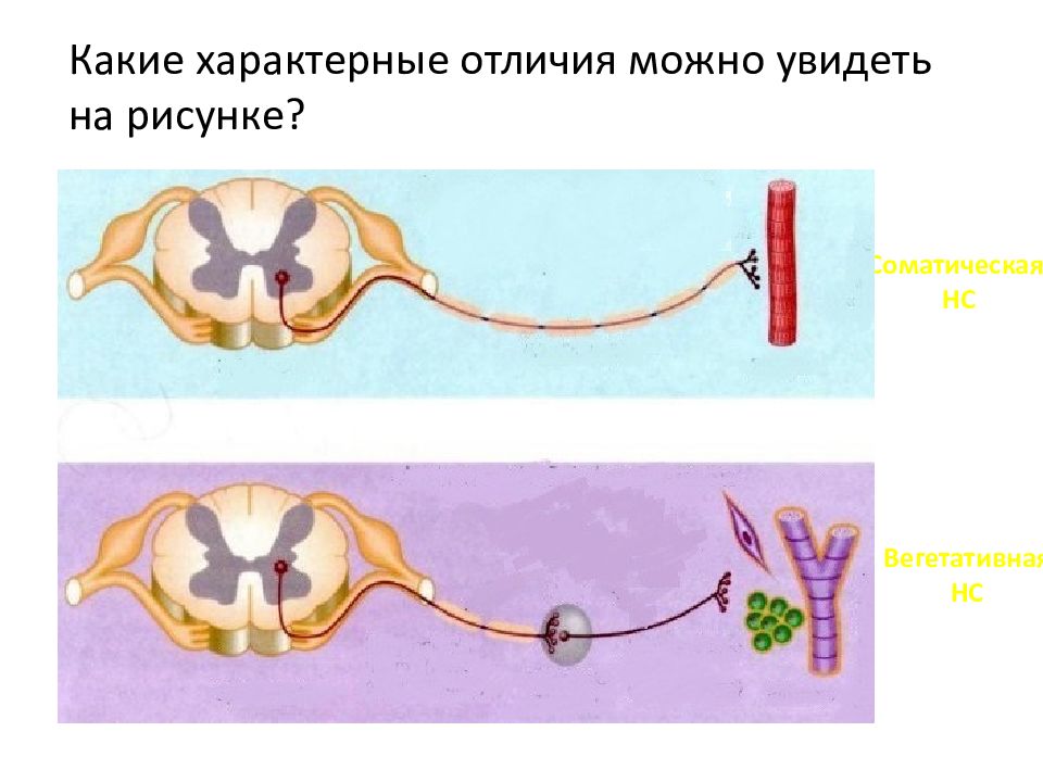 Соматическая и вегетативная нервная система презентация