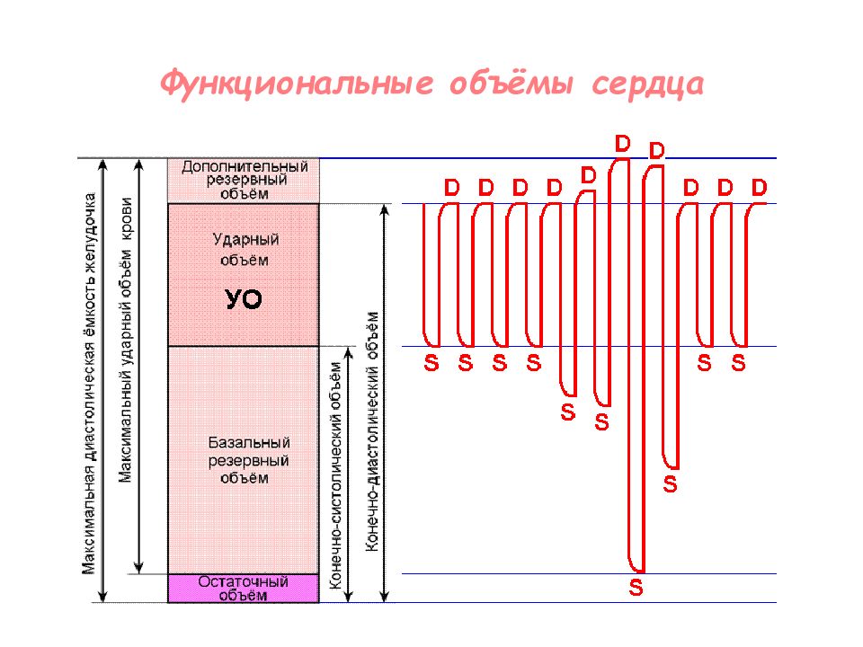 Функциональная емкость. Функциональные объемы сердца. Резервный объем сердца. Назовите функциональные объёмы сердца.. Функциональные емкости.