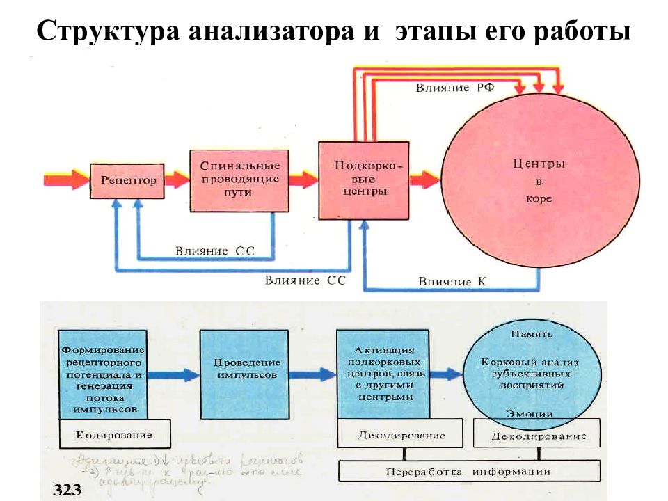 Структура анализатора. Структурно-функциональная схема анализатора. Общая схема строения анализаторов. Структурные компоненты анализатора. Анализаторы структура и строение.