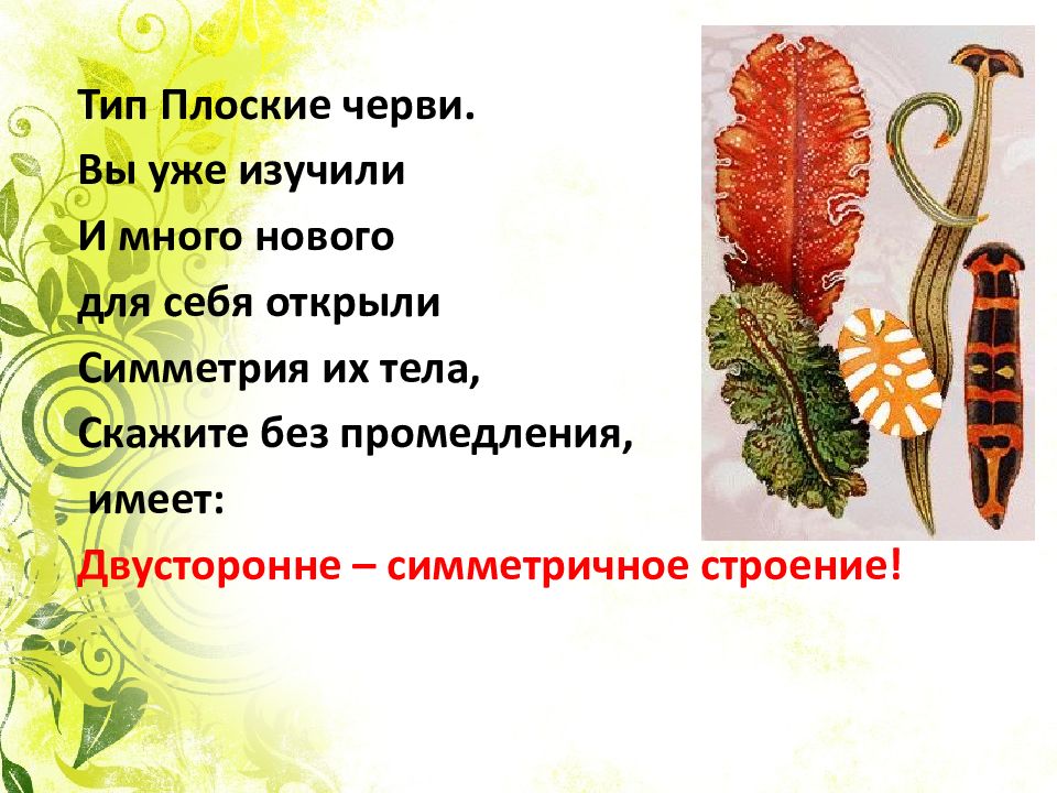 Тип Плоские черви. Вы уже изучили И много нового для себя открыли Симметрия их