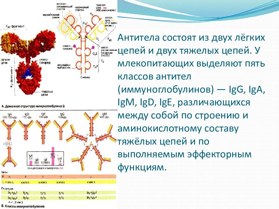 Иммуноглобулин g4. Функции иммуноглобулины g4. Иммуноглобулины антитела IGM. IGM строение иммуноглобулина. Классы антител IGG, IGM, iga,IGE..