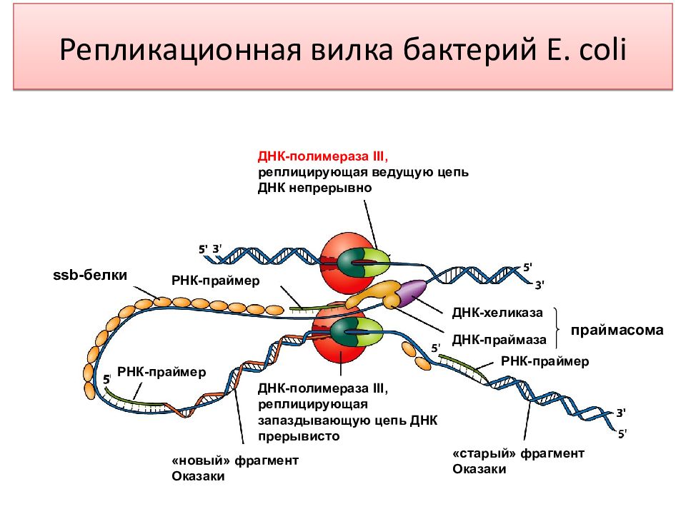 Днк полимераза картинка