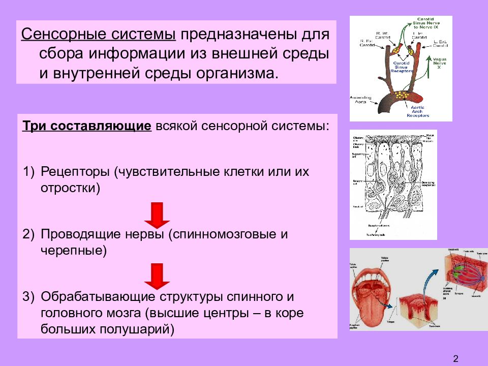 Сенсорная система презентация