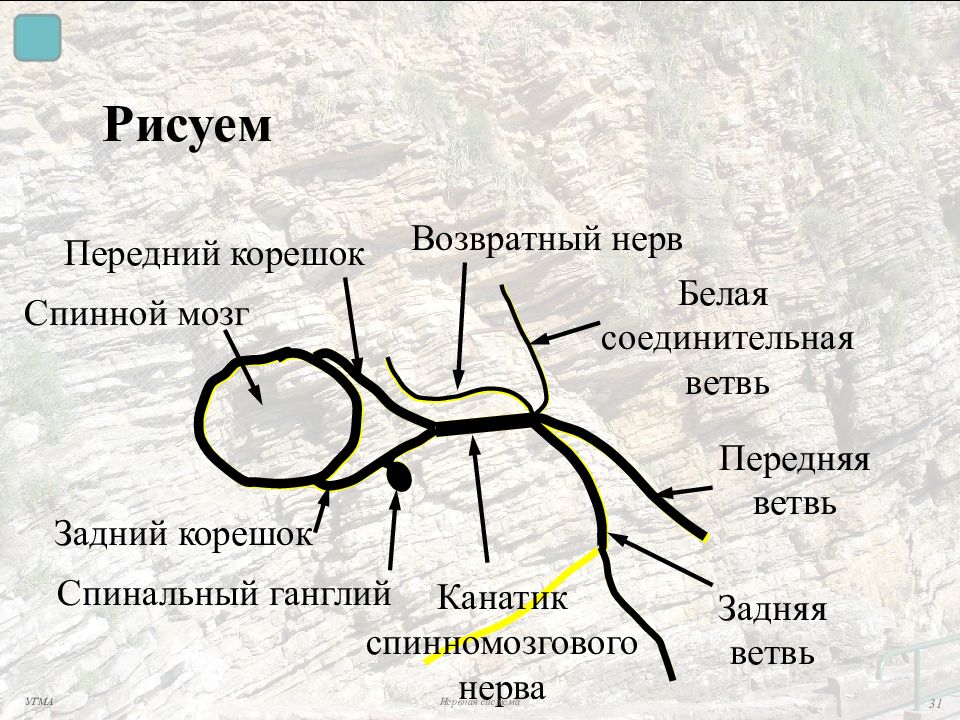 Ветви спинномозговых нервов. Соединительная ветвь спинномозгового нерва. Соединительные ветви спинномозговых нервов. Белые соединительные ветви спинномозговых нервов. Серая соединительная ветвь спинномозгового нерва.