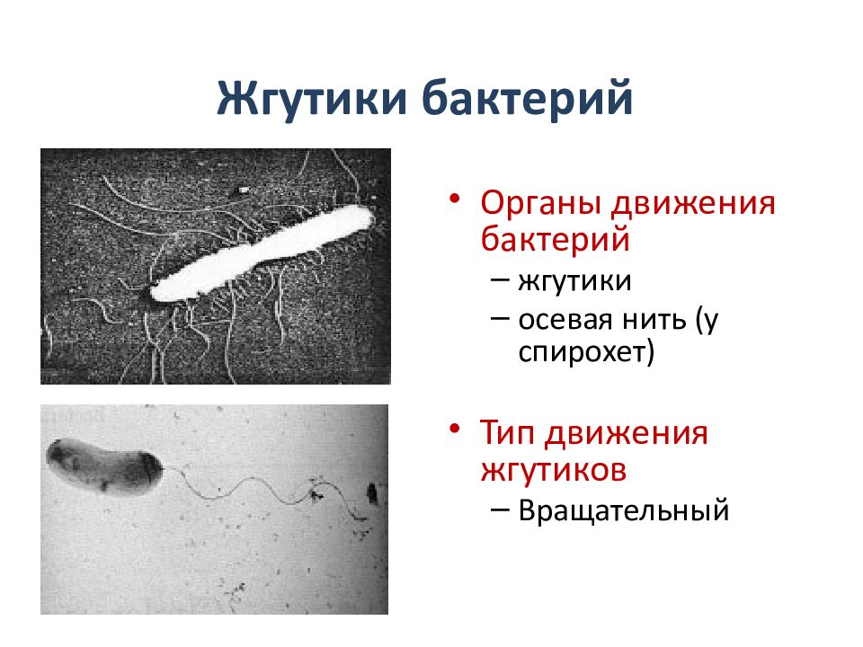 строение жгутика у грамотрицательных и грамположительных бактерий. строение жгутика микробиология. строение жгутика бактерий микробиология. жгутики микробиология. строение жгутиков бактерий схема.