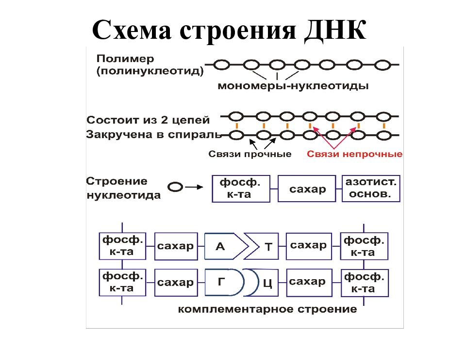 Нарисуйте схему двухцепочечной днк. Схема соединения аминокислот в ДНК. Схема строения ДНК. Схема строения аминокислот в ДНК. ДНК состав строение функции.