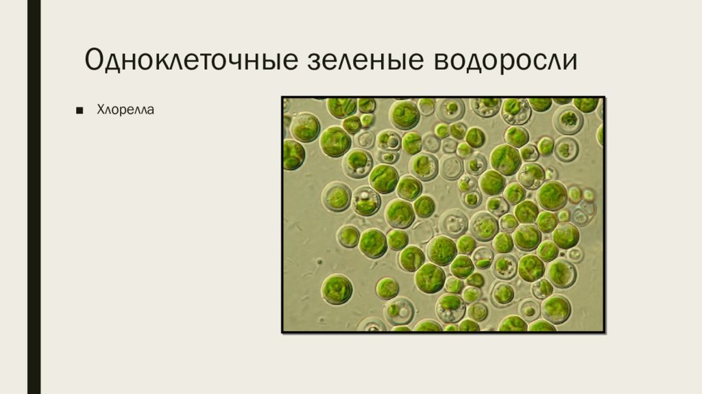 Из перечисленных водорослей. Одноклеточная водоросль хлорелла. Зеленые водоросли хлорелла. Одноклеточная зеленая водоросль хлорелла. Одноклеточные водоросли перечисление.