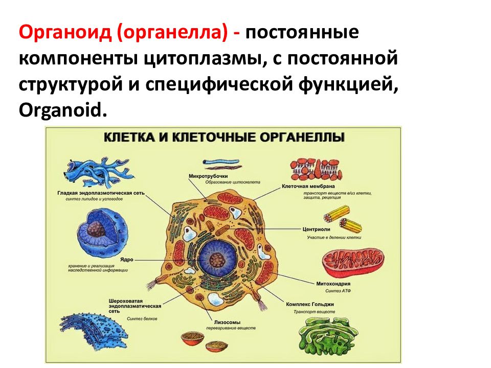 Строение клетки биология 9 класс пасечник презентация