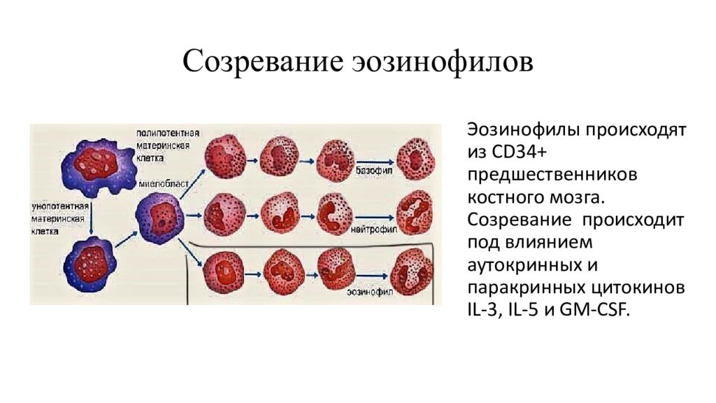 Эозинофилы иммуноглобулин. Эозинофилы функции иммунология. Эозинофилы рецепторы иммунология. Этапы созревания эозинофилов. Схема развития эозинофила.
