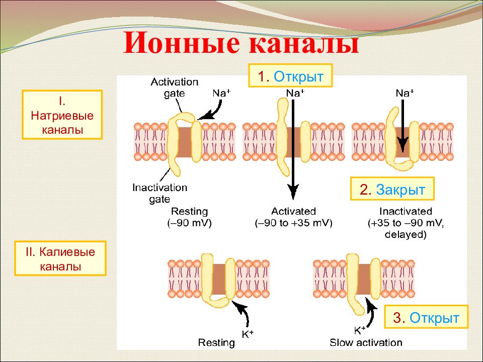 Ионы в мембране. Натриевые ионные каналы мембраны открываются. Потенциал активируемые ионные каналы. Натриевые и калиевые каналы. Кальций зависимые калиевые каналы.