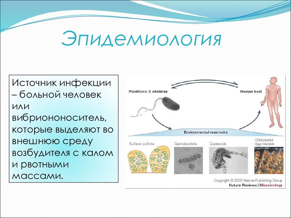 Холера имеет. Механизм передачи холеры схема. Презентация на тему холера. Холера эпидемиология презентация. Холера источник заболевания.