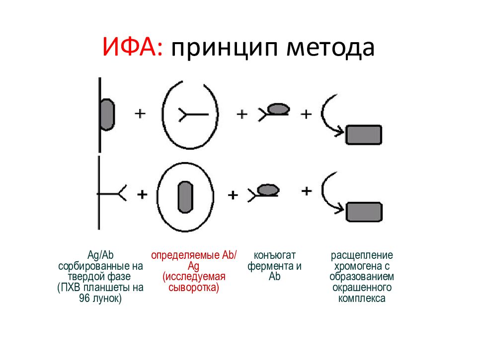 Схема ифа микробиология