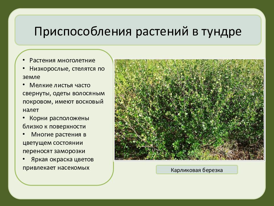 Растительный мир россии животный мир россии презентация 8 класс