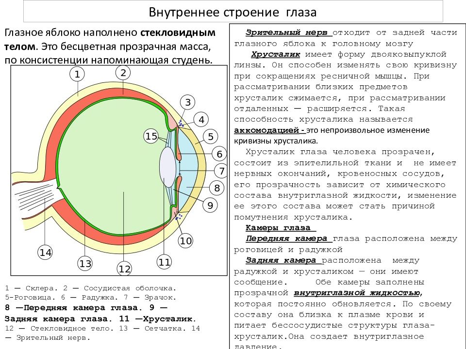 Строение глаза и функции его структур изучали. Зрительный анализатор строение и функции глаза. Строение глаза и функции его частей. Основные элементы глаза и их функции. Зрительный анализатор строение и функции глаза таблица.