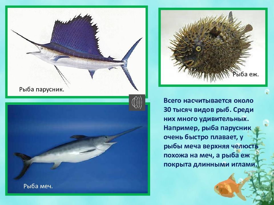 Рыбы презентация 1 класс. Сообщение о рыбе паруснике. Рыба парусник презентация. Информация о рыбах для детей. Рассказ о рыбе паруснике.