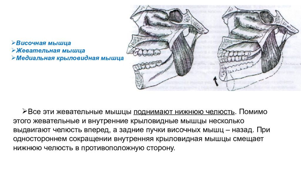 Мышцы челюсти. Опускание нижней челюсти мышцы. Мышцы участвующие в движении нижней челюсти. Движения нижней челюсти мышцы. Жевательные мышцы поднимающие нижнюю челюсть.