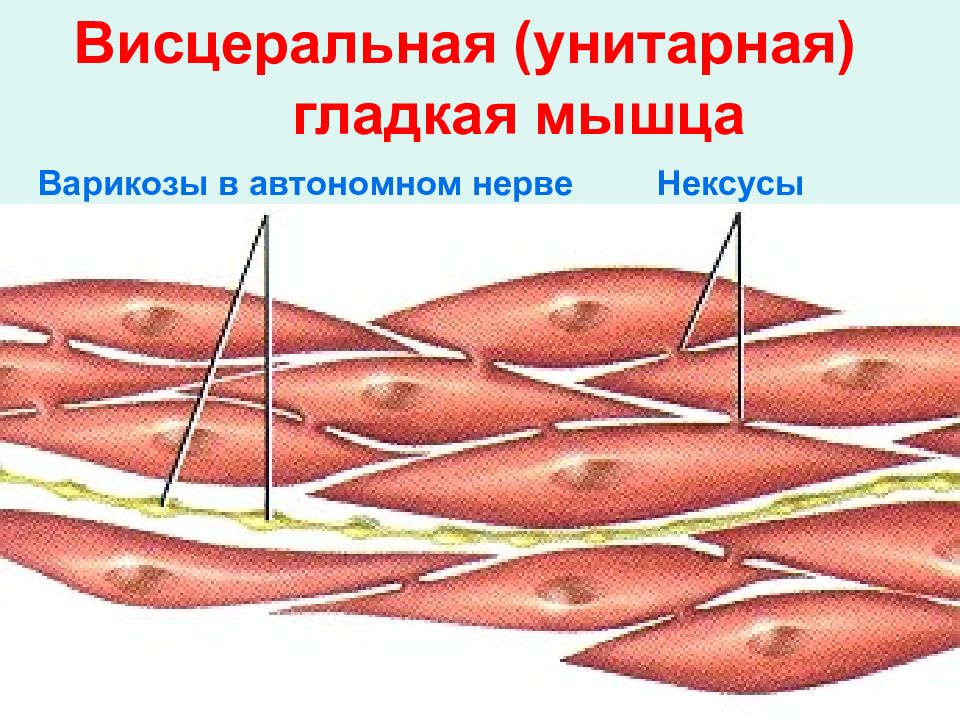 Работа гладких мышц. Строение гладких мышц физиология. Гладкая мышечная ткань рисунок миоциты. Нексусы гладкой мышечной ткани. Нексус сердечная мышечная ткань.
