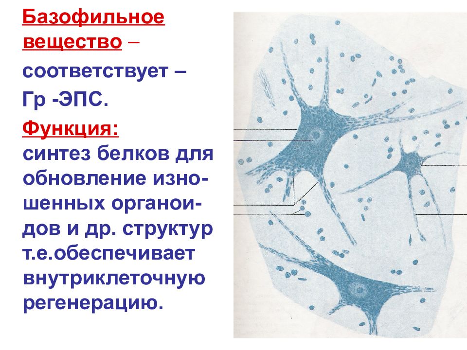 Вещество соответствующее. Базофильная субстанция Ниссля функция. Базофильное вещество функции. Базофильное вещество в нервных клетках. Базофильное вещество в нейронах.