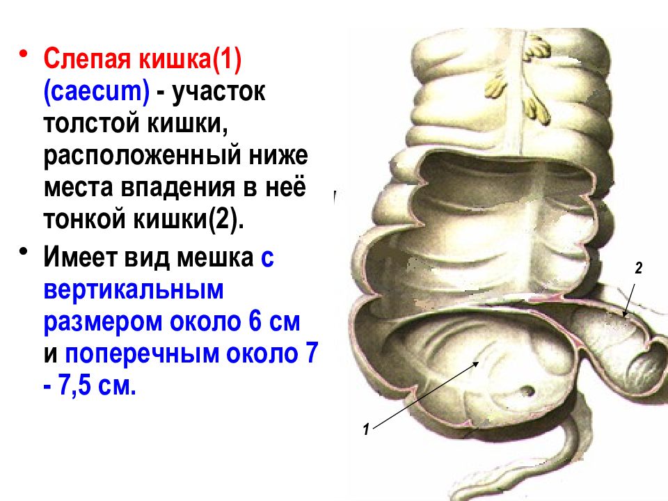 Слепая кишка на картинке