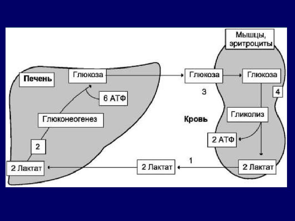 Глюконеогенез схема процесса