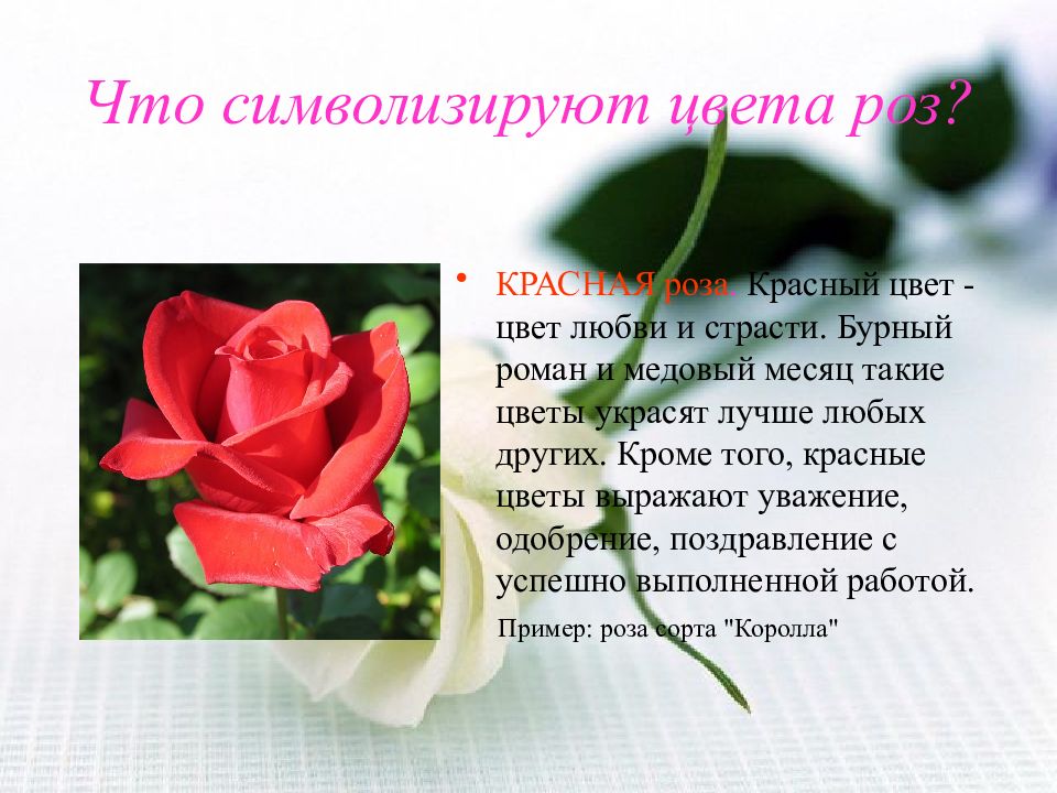 Что означает розовое красное. Что символизирует цвет роз. Красный цвет цветов символизирует.
