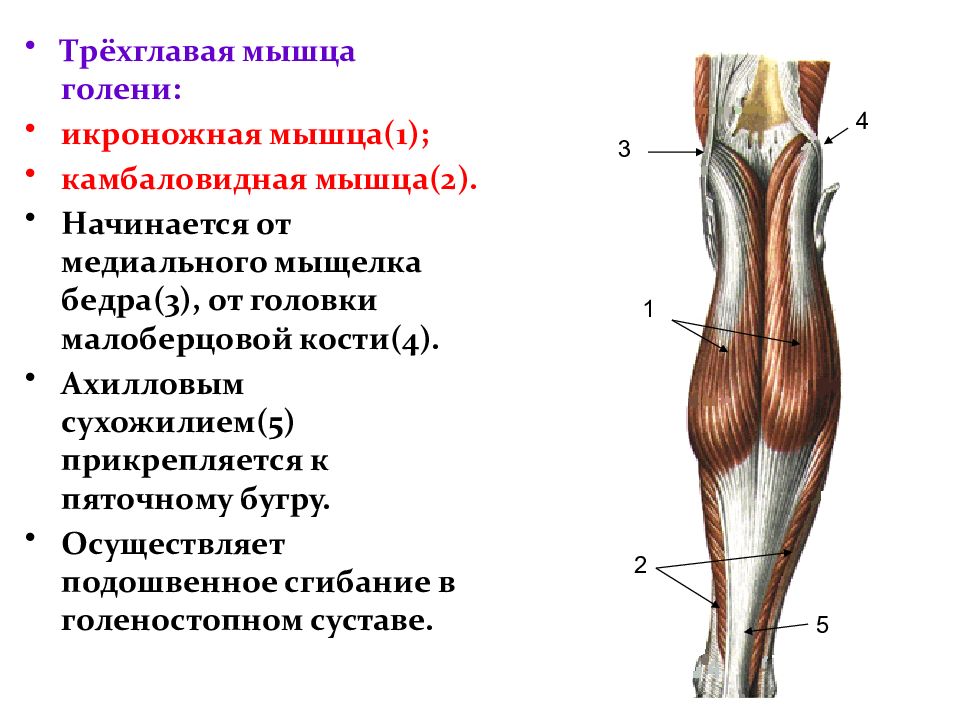 Медиальный и латеральный это. Трехглавая мышца нижней конечности. Икроножная мышца функции. Сухожилие трехглавой мышцы голени. Камбаловидная мышца голени.