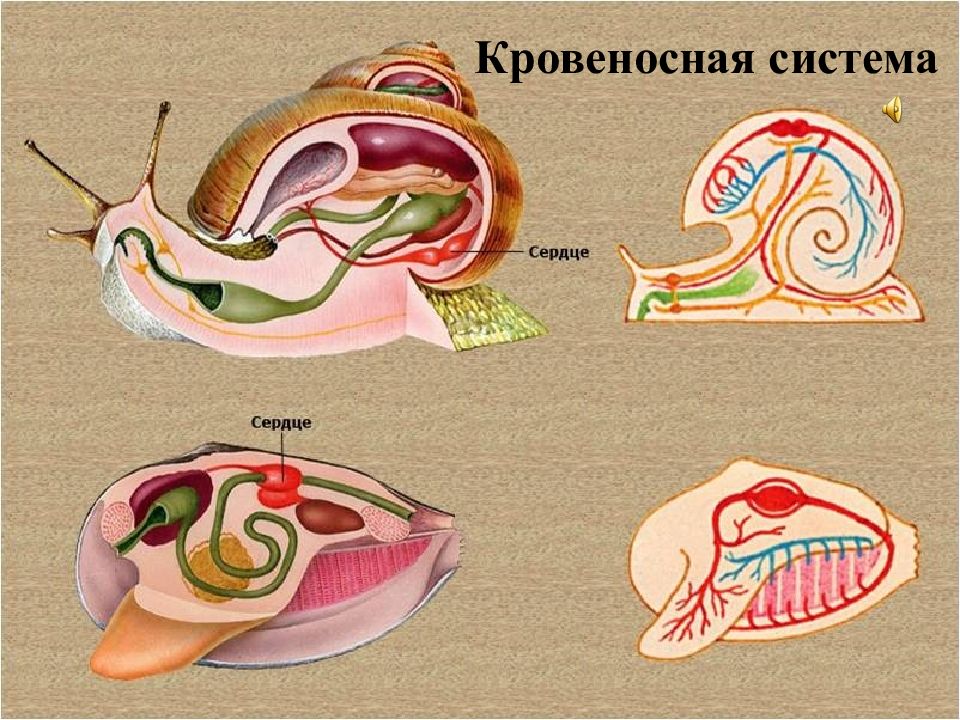 Моллюски вторичная полость тела