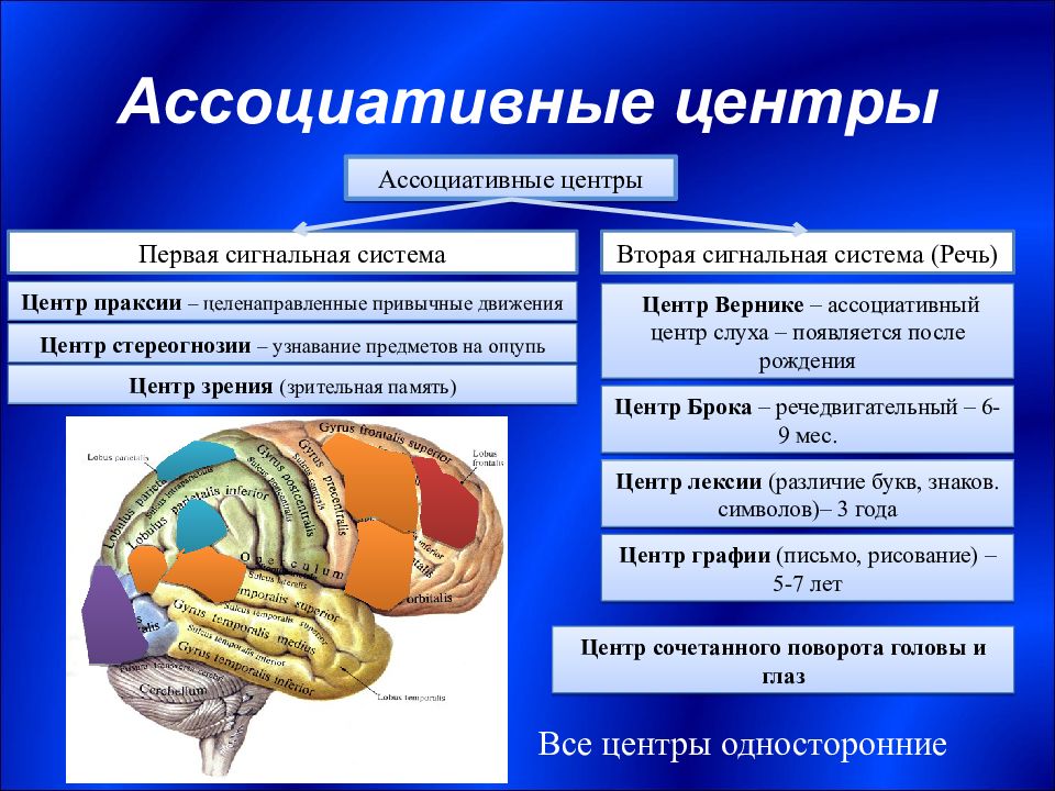 Сигнальная система головного мозга. Центры второй сигнальной системы. Центры первой сигнальной системы. Ассоциативные центры. Ассоциативный центр речи.