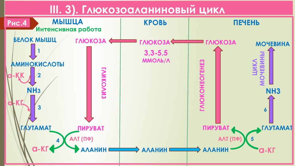 Силен цикл. Глюкозо аланиновый цикл биохимия. Схема глюкозо-аланинового цикла. Глюкозослониловвй цикл реакции. Глюкозо-аланиновый цикл цикл.