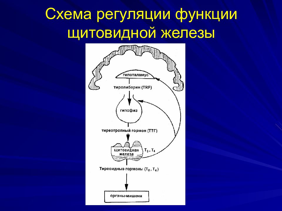 Схема регуляции. Гуморальная регуляция функций щитовидной железы. Регуляция секреции гормонов щитовидной железы. Схема регуляции секреции гормонов щитовидной железы. Регуляция секреции гормонов щитовидной железы обратные связи.