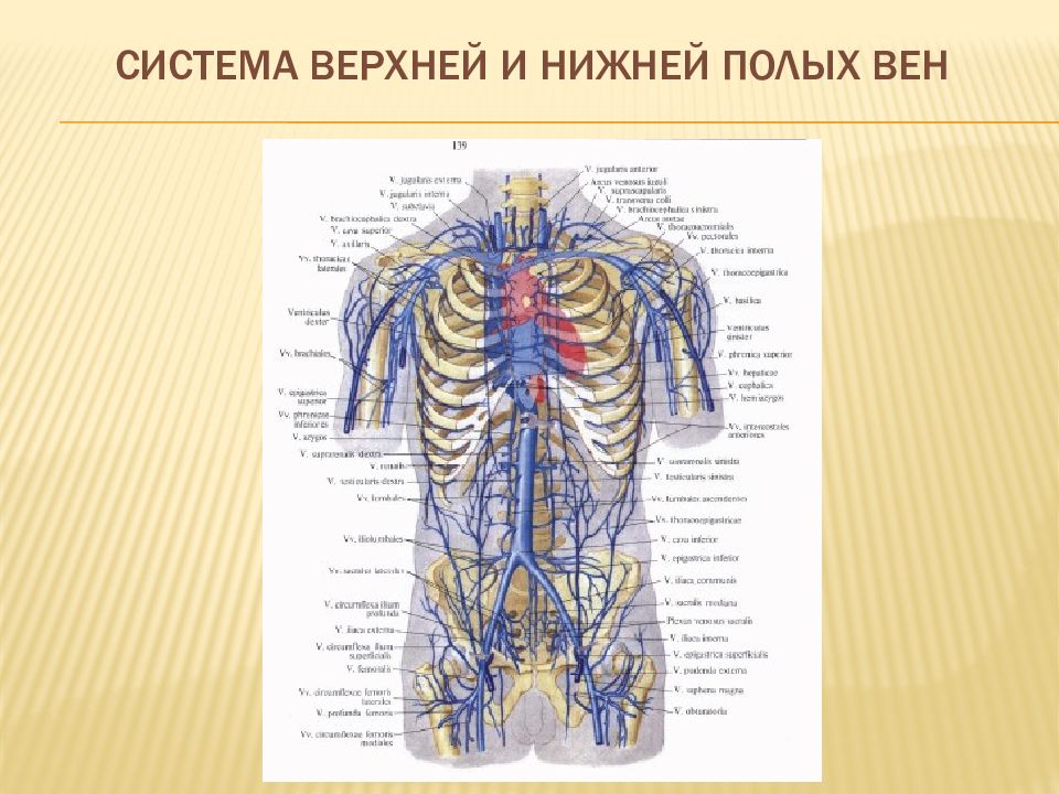 Верхняя полая. Вены головы и шеи верхняя полая Вена. Верхняя полая Вена анатомия вены головы шеи. Система верхней и нижней полых вен. Система верхней полой вены вены головы и шеи.