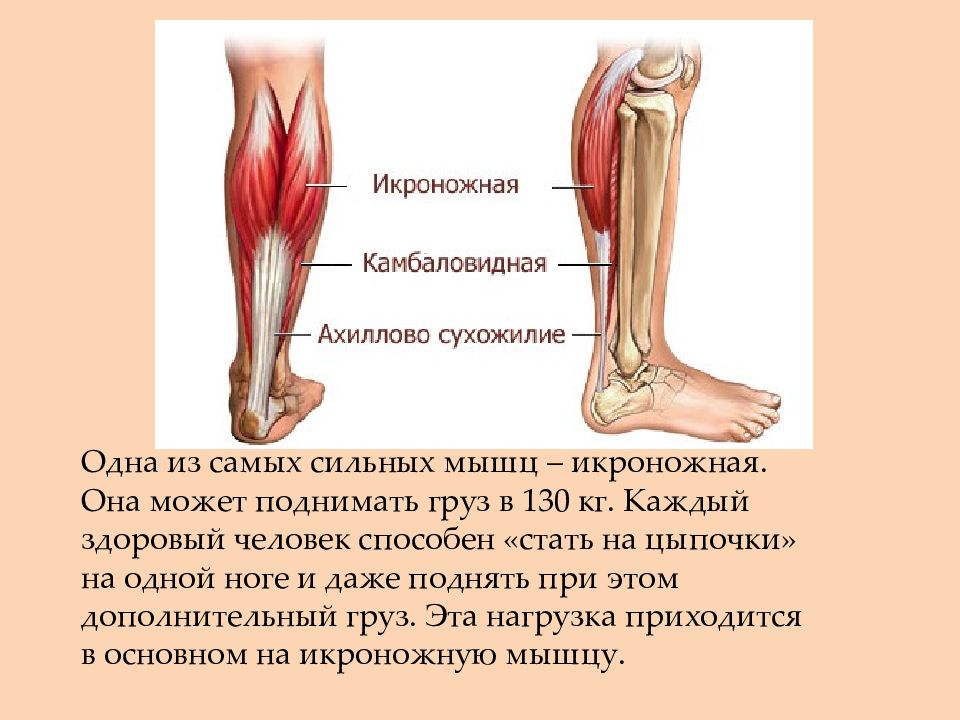 Почему болят сухожилия на ногах