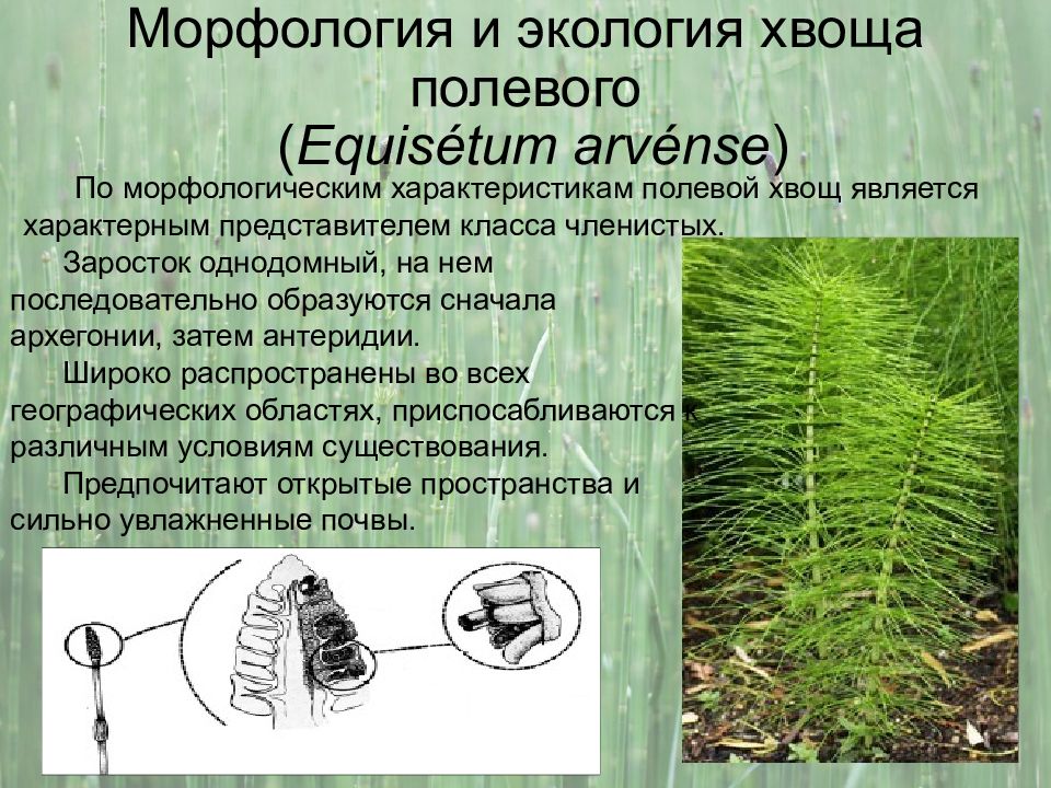 Хвощ относится к водорослям